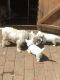 West Highland Terrier pups for sale