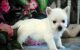 West Highland White Terrier Puppies for sale in Glastonbury, CT, USA. price: NA