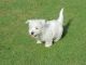 West Highland White Terrier Puppies for sale in Austin, TX 78704, USA. price: $350