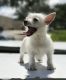 West Highland White Terrier Puppies for sale in Dania Beach, FL, USA. price: NA