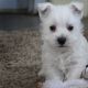West Highland White Terrier Puppies for sale in Columbus, OH, USA. price: $600