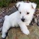West Highland White Terrier Puppies for sale in Westerville, OH, USA. price: $500