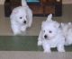 Handsome West Highland White Terrier Puppies
