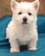 West Highland White Terrier Puppies for sale in Dallas, TX, USA. price: NA
