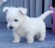 West Highland White Terrier Puppies for sale in Bradford Woods, PA 15015, USA. price: NA
