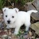 Awesome West Highland White Terrier puppies