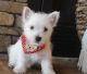 Adorable male and a female Westie puppies