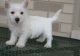 West Highland White Terrier Puppies for sale in Santa Monica, CA, USA. price: $500