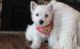 Home Raised West Highland White Terrier puppies