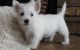 West Highland White Terrier Puppies for sale in Alabaster, AL, USA. price: $500