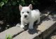 Stunning West Highland White Terrier Puppies