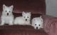 Well Socialized AKC Westie Puppies