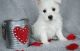 West Highland White Terrier Puppies for sale in Toledo, OH, USA. price: $500