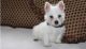 West Highland White Terrier Puppies for sale in Mobile, AL 36641, USA. price: $500