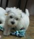 West Highland White Terrier Puppies for sale in Lawrenceville, GA, USA. price: $500