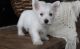 West Highland White Terrier Puppies for sale in Downey, CA 90241, USA. price: $500