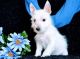 Gorgeous Champion West Highland White Terrier Puppies