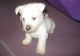 West Highland White Terrier Puppies for sale in Boston, MA, USA. price: $500
