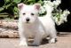 Wonderful West Highland White Terrier Puppies