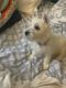 West Highland White Terrier Puppies for sale in Sunrise, FL, USA. price: NA