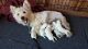 West Highland White Terrier Puppies for sale in Morrison, TN 37357, USA. price: NA