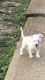 West Highland White Terrier Puppies for sale in Houston, TX 77082, USA. price: NA