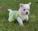Beautiful West Highland White Terrier Puppies.