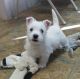 Lovely Westie Puppies