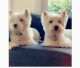 purebreed male and female west highland white terrier for sale