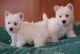 West Highland White Terrier Puppies for sale in Los Angeles, CA, USA. price: $900