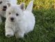West Highland White Terrier Puppies for sale in Montgomery, AL, USA. price: $700