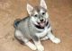 West Siberian Laika Puppies for sale in Alderson, WV 24910, USA. price: NA
