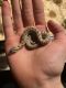 Western Hognose Snake Reptiles for sale in 13602 Stumptown Rd, Huntersville, NC 28078, USA. price: NA