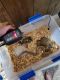 Western Hognose Snake Reptiles for sale in Sylvania, OH, USA. price: NA