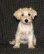 Wetterhoun Puppies for sale in Washington, VA 22747, USA. price: NA