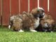 Wetterhoun Puppies for sale in Houston, TX, USA. price: NA
