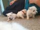 Wheaten Terrier Puppies