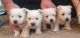 Wheaten Terrier Puppies