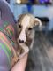 Whippet Puppies for sale in Dallas, TX, USA. price: $400