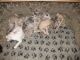 Whippet Puppies for sale in Round Rock, TX, USA. price: NA