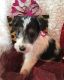 Whippet Puppies for sale in Atlanta, GA, USA. price: NA