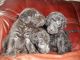 Whippet Puppies for sale in Austin, TX, USA. price: NA