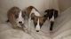 Whippet Puppies for sale in Austin, TX, USA. price: NA
