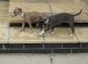 Whippet Puppies for sale in Pottsboro, TX 75076, USA. price: $650