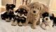 White Schnauzer Puppies for sale in Albany, New York. price: NA