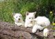 White Shepherd Puppies for sale in California, MD, USA. price: NA