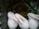 All type of rabbits available black gray and white