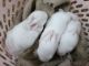 White-tailed Jackrabbit Rabbits for sale in Vandalur, Tamil Nadu 600048, India. price: 2500 INR