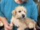 Whoodles Puppies for sale in St. George, UT, USA. price: $1,995