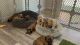 Whoodles Puppies for sale in St. George, UT, USA. price: $700